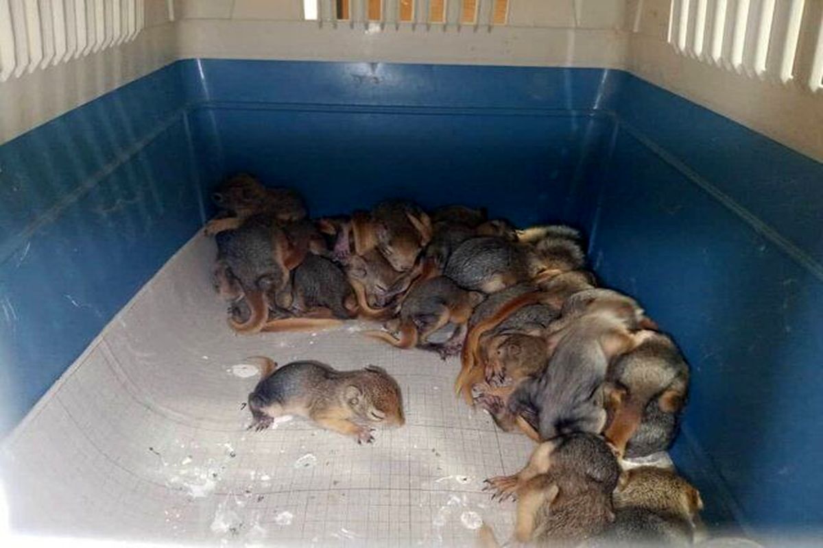 نجات ۳۲ بطانه سنجاب ایرانی در سردشت