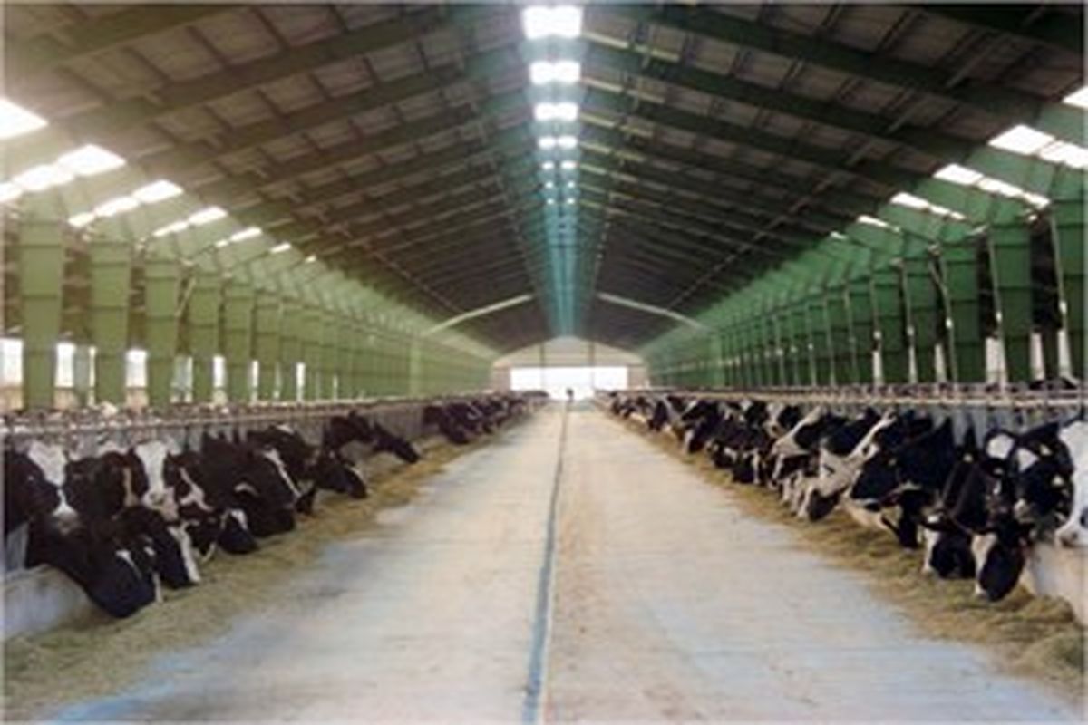 افزایش ۷ درصدی تولید شیر در واحدهای دامی استان قزوین