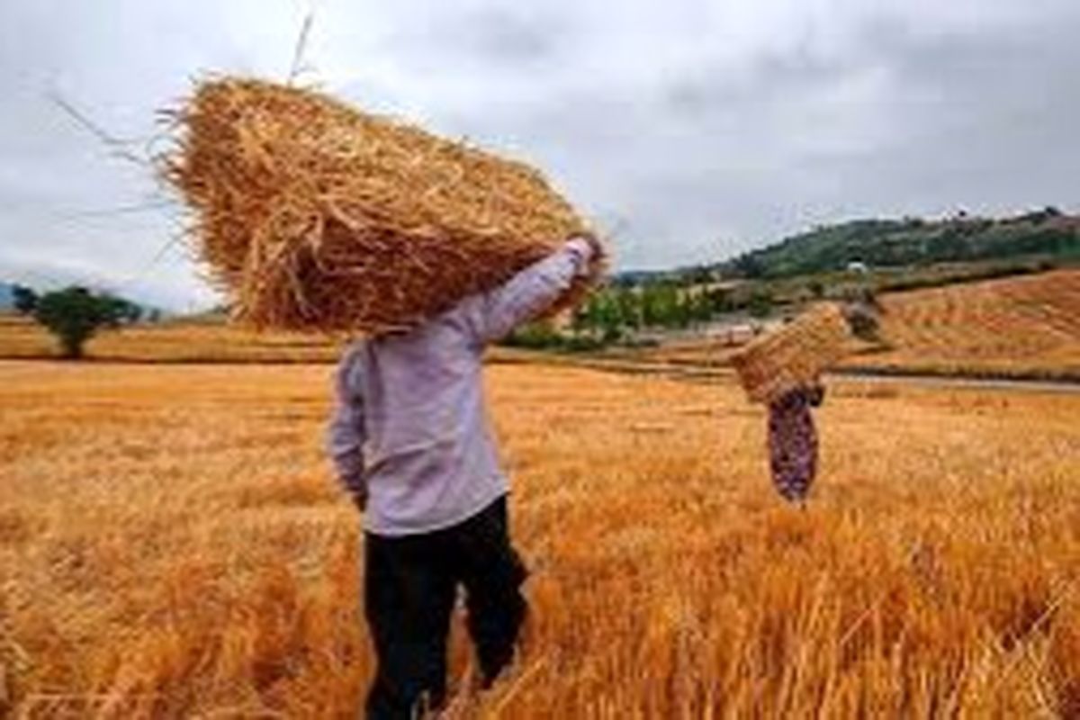 خبر خوش برای گندم‌کاران آبی/کشاورزان هزینه بیمه محصول خود را در زمان برداشت پرداخت می‌کنند