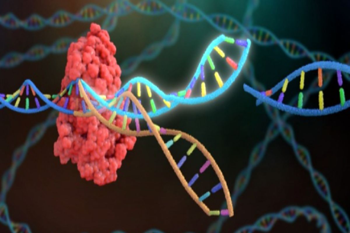 ژن های میتوکندریایی به عنوان مارکر های مولکولی