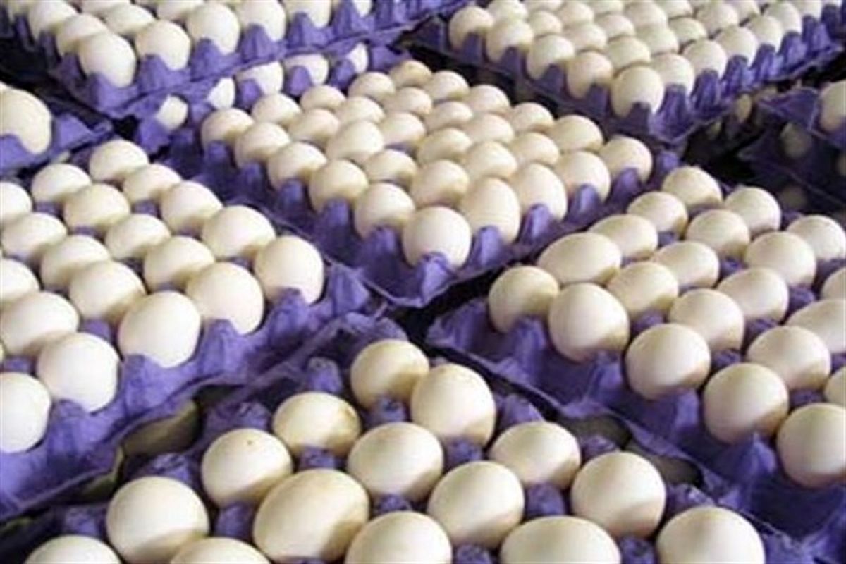 ۵۷ هزار تن تخم مرغ در واحدهای مرغ تخمگذار استان قزوین تولید شد