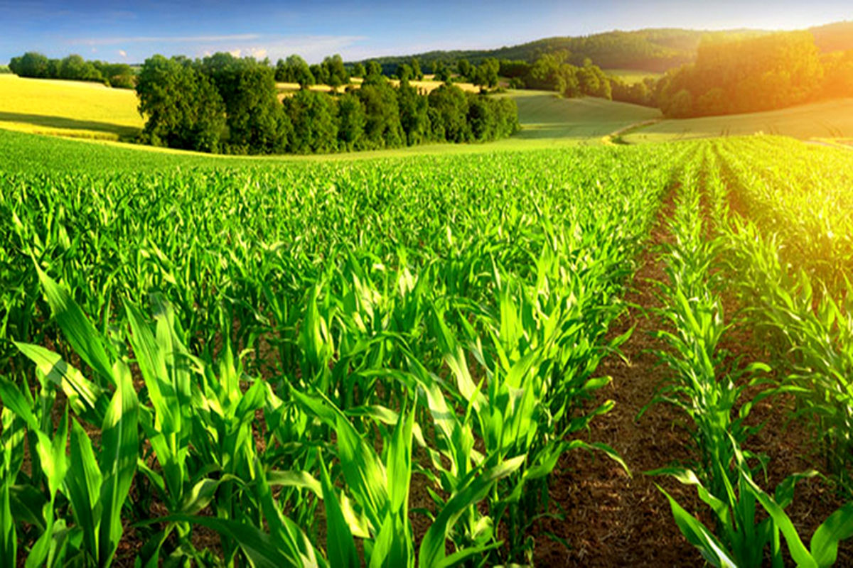 ۷۰ هزار و ۶۹۶ تن انواع محصولات کشاورزی در استان مرکزی خریداری شد