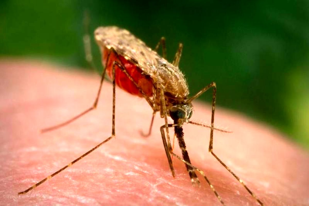 تعداد موارد مثبت مالاریا در سیستان‌ و بلوچستان به هفته‌ای یک مورد تقلیل یافت