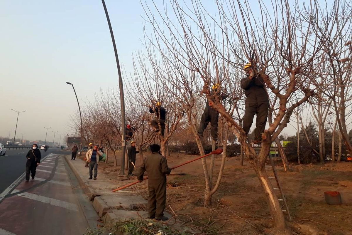 هرس بیش از ۱۶ هزار اصله درخت فضای سبز منطقه ۱۵ تهران