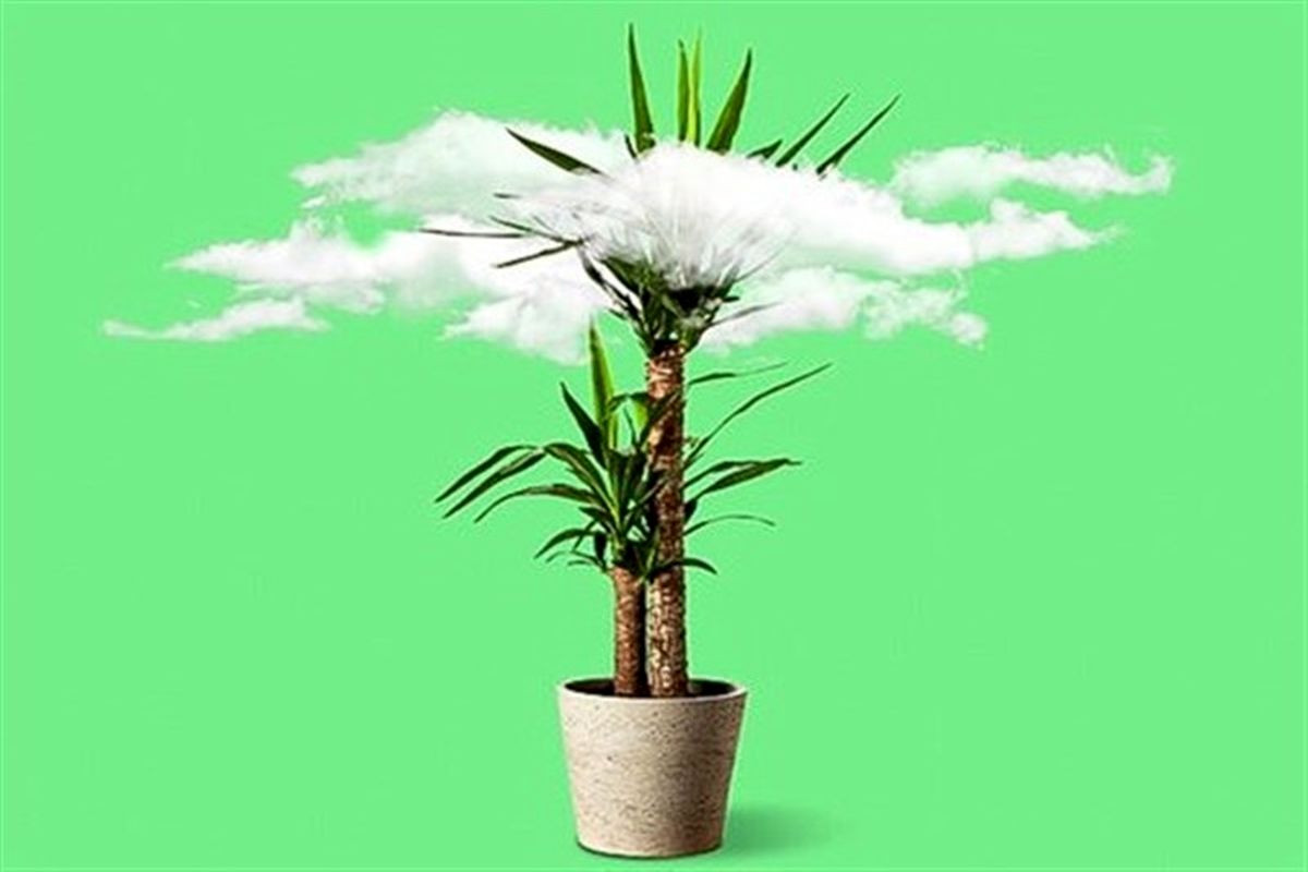 ۵ گیاه خانگی مؤثر در کاهش آلودگی هوا+تصاویر