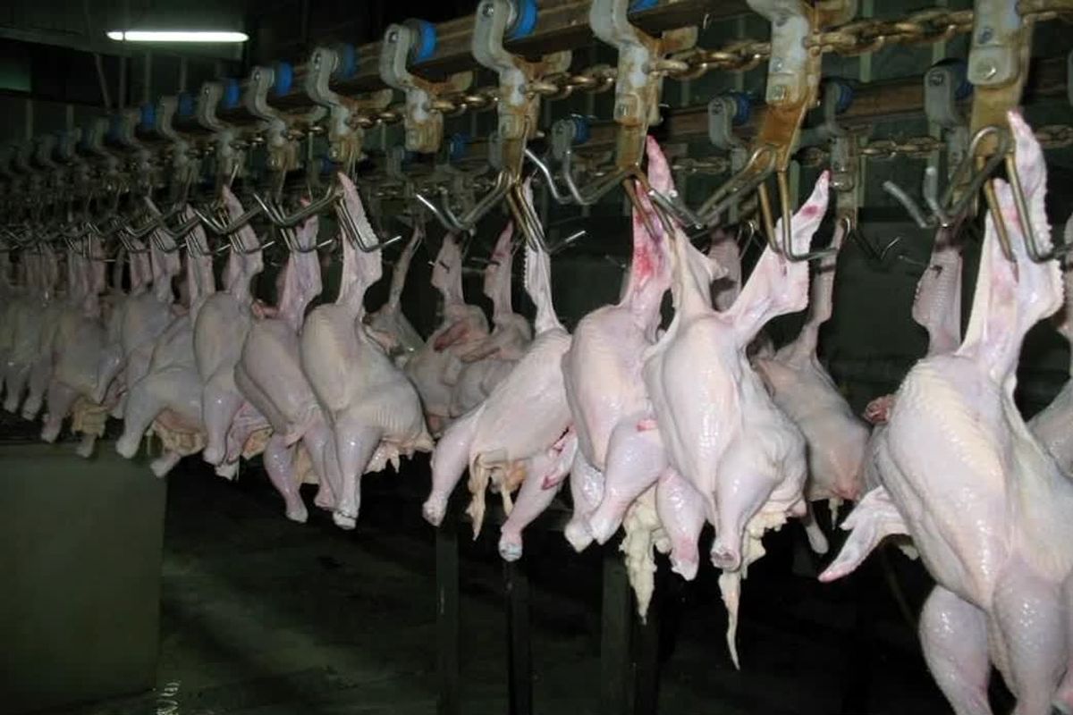 روزانه حدود ۱۰۰۰ تن مرغ در مازندران کشتار و‌ توزیع می شود