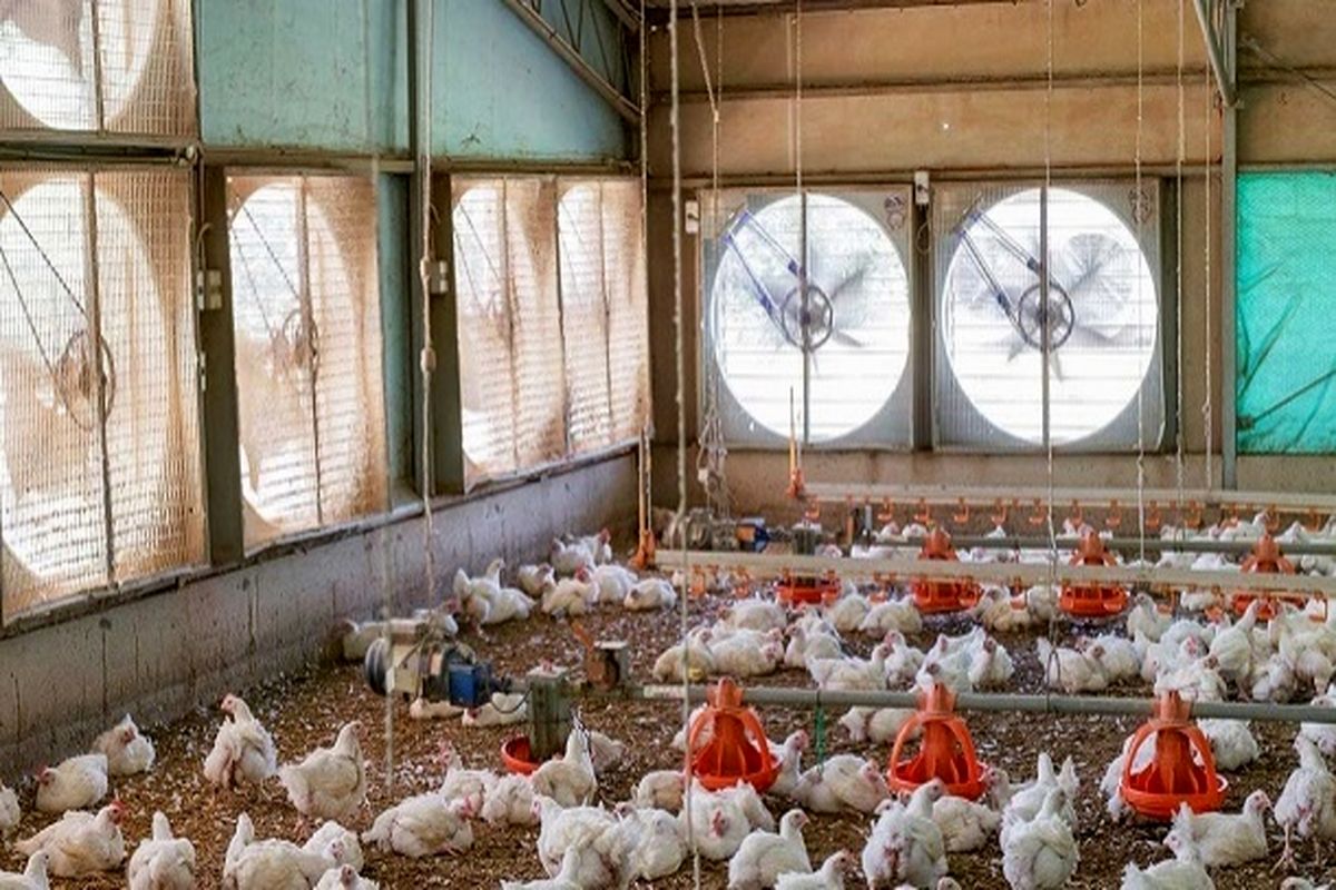 آغاز حذف گله‌های مرغ مادر گوشتی بالای ۶۴ هفته به دستور معاونت تولیدات دامی وزارت جهاد