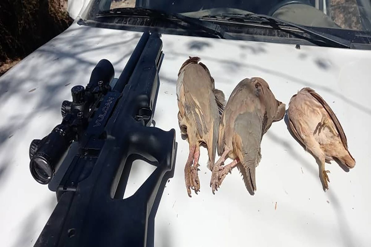 دستگیری شکارچی غیر قانونی پرندگان کمیاب