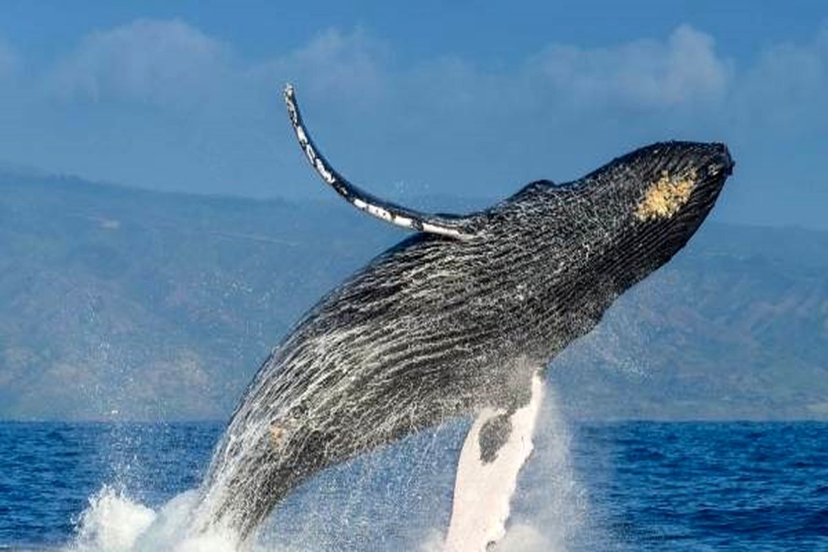 هواخوری یک نهنگ در سطح دریا +‌ عکس