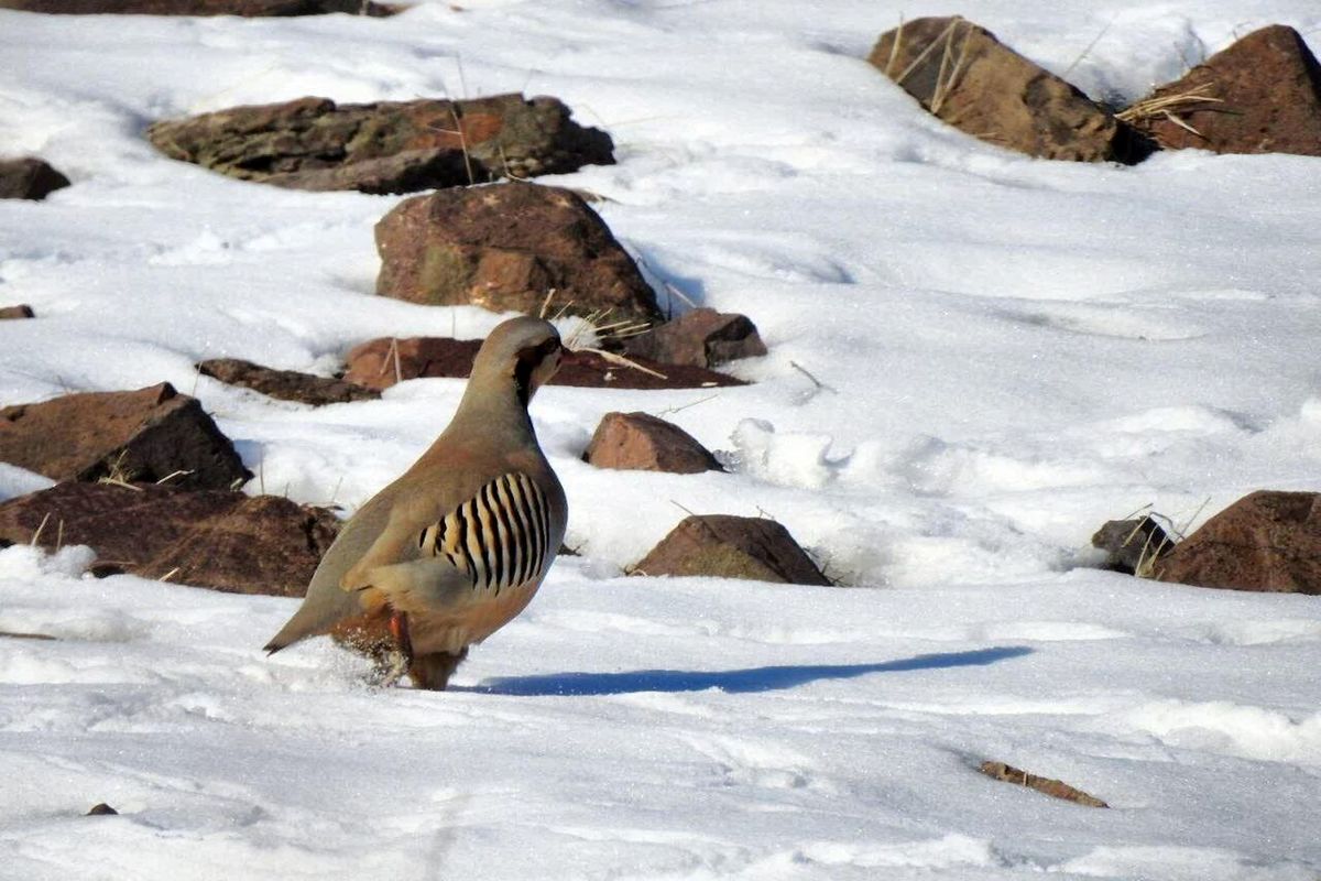 قاچاق کبک به عراق