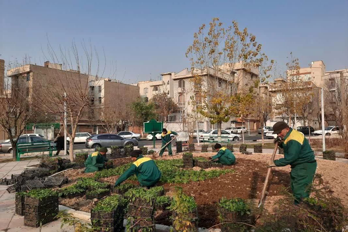 هرس ۳۵ هزار درخت منطقه ۱۳ تهران تا پایان سال