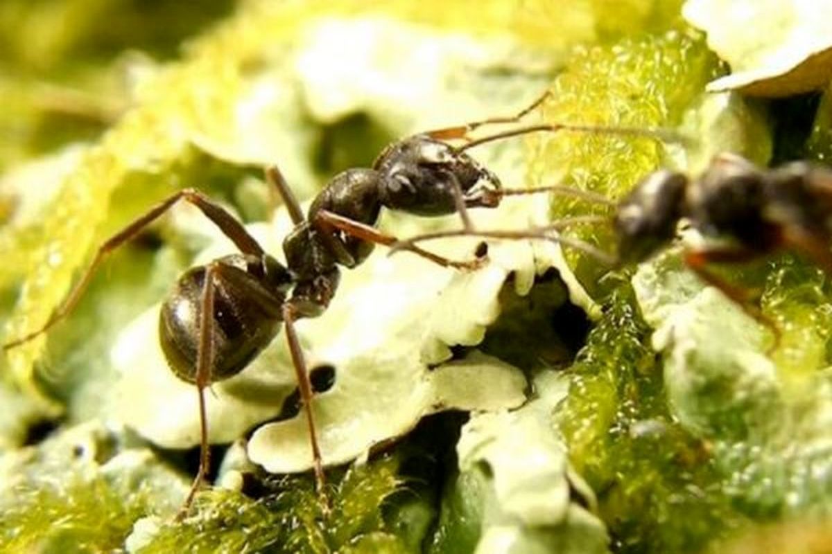 این مورچه‌ در حال عبادت کهربایی شد! + عکس