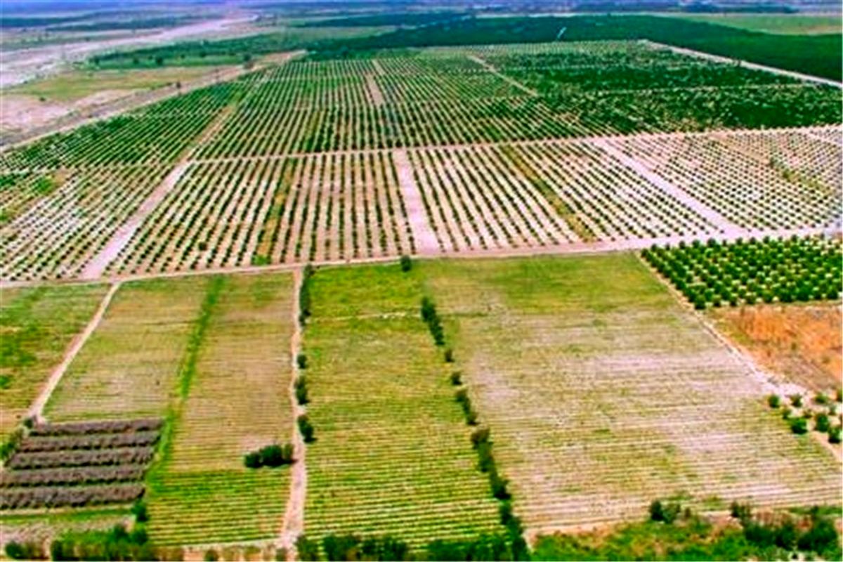تولید سالانه ۴۰۰ هزار تن محصولات کشاورزی و دامی در دره شهر