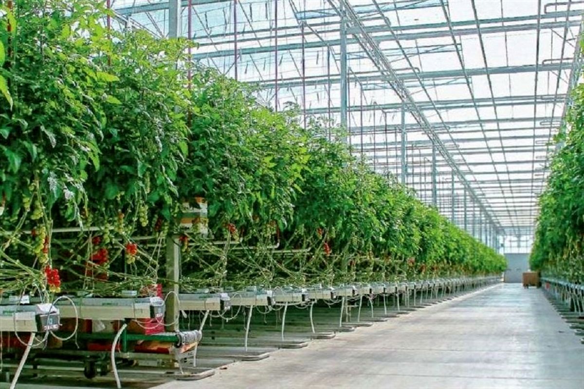 ۱۵ هکتار گلخانه جدید توسط جهاد کشاورزی استان قزوین احداث می شود