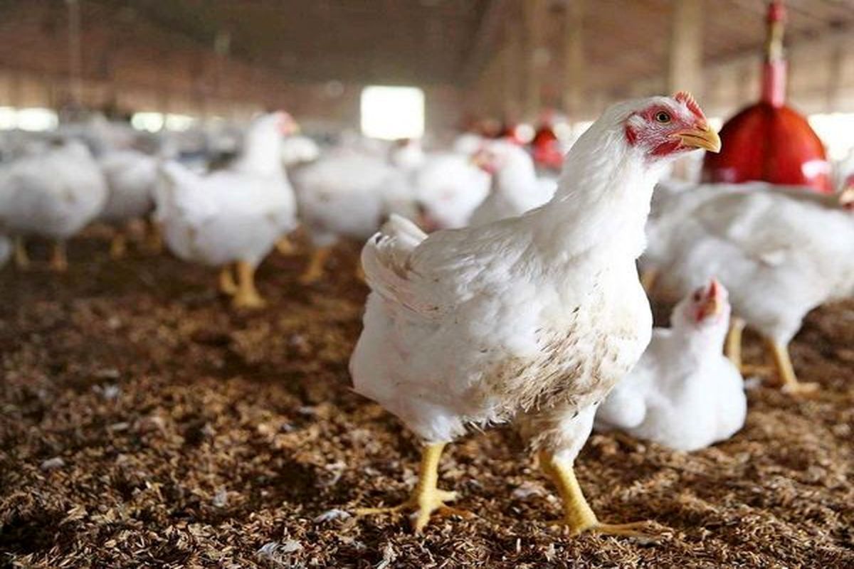مجوز وزارت جهاد برای حذف گله های مرغ مادر گوشتی غیر تولکی با سن ۶۴ هفته