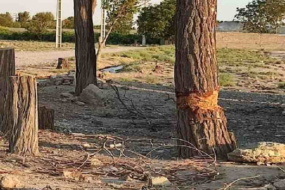 دستگیری سارق سابقه دار قطع درختان در آزادشهر