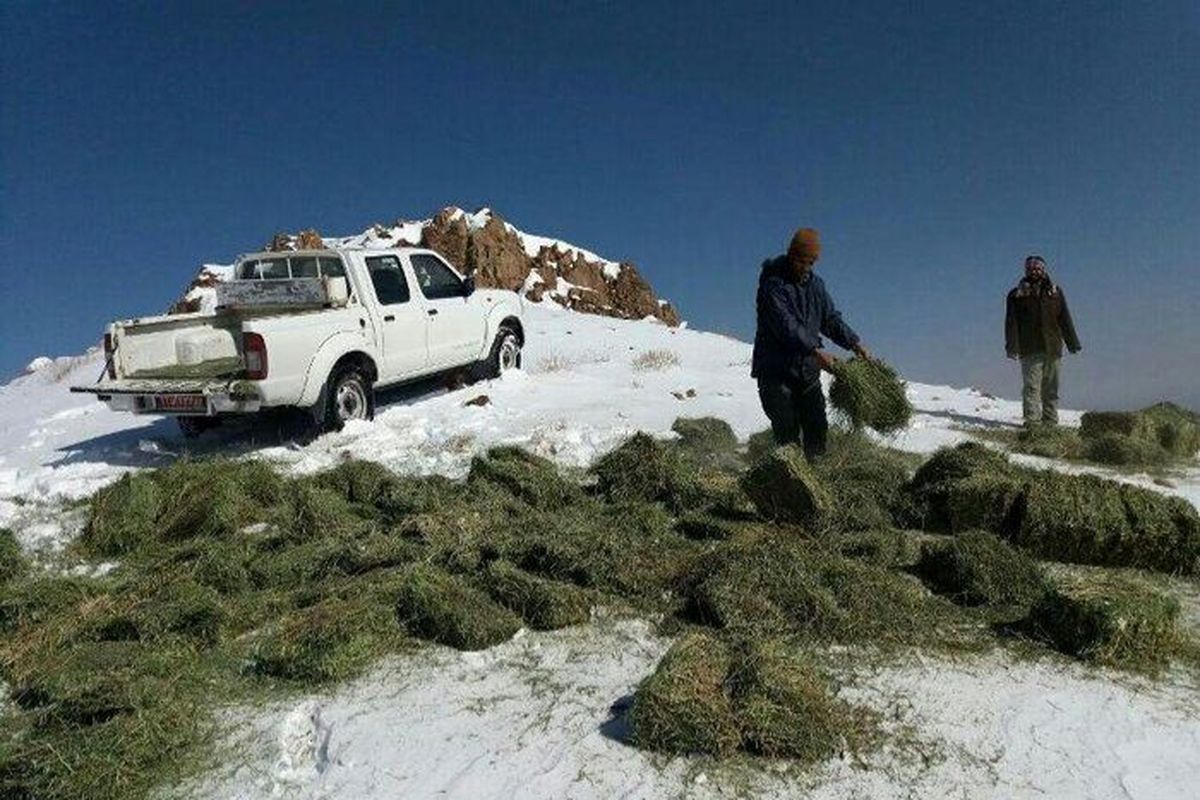 توزیع سالانه ۱۰ تن علوفه در زمستان برای وحوش دنا