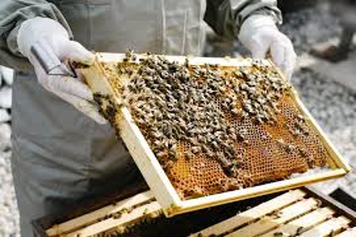 قاچاق عسل نامرغوب یکی از چالش های کشور است