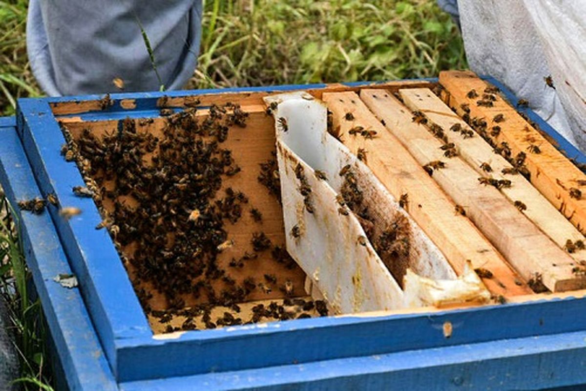 توزیع بیش از ۱۱ تن شکر بین زنبورداران مسجدسلیمان