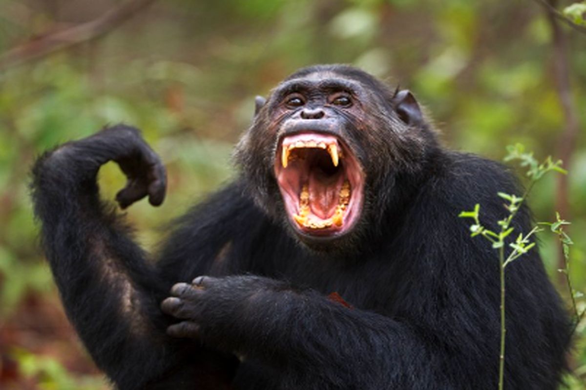 ارتباط جدید میان شامپانزه‌ و انسان‌ کشف شد!