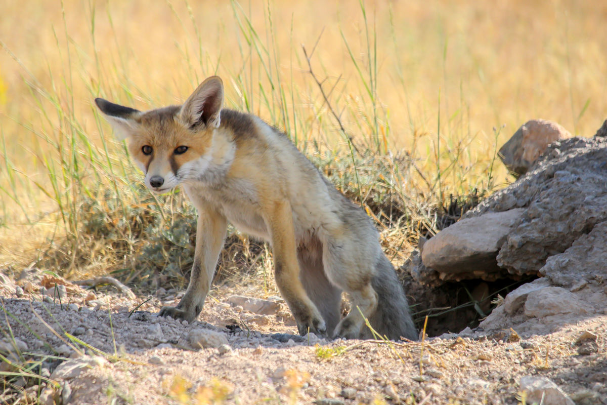 کشف محموله قاچاق حیات وحش در پایتخت