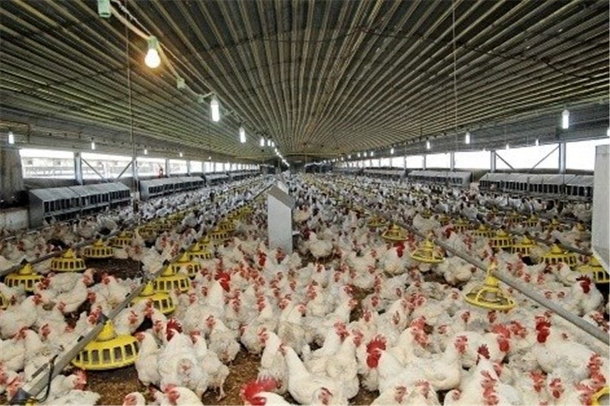 پرداخت ۳۵۰ میلیارد تومان به مرغداران گوشتی در لرستان