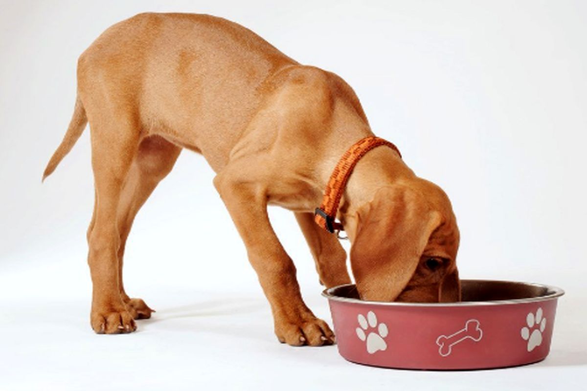 ۵ مورد از ضروری ترین غذا سگ های خانگی که حتما باید خریداری کنید!