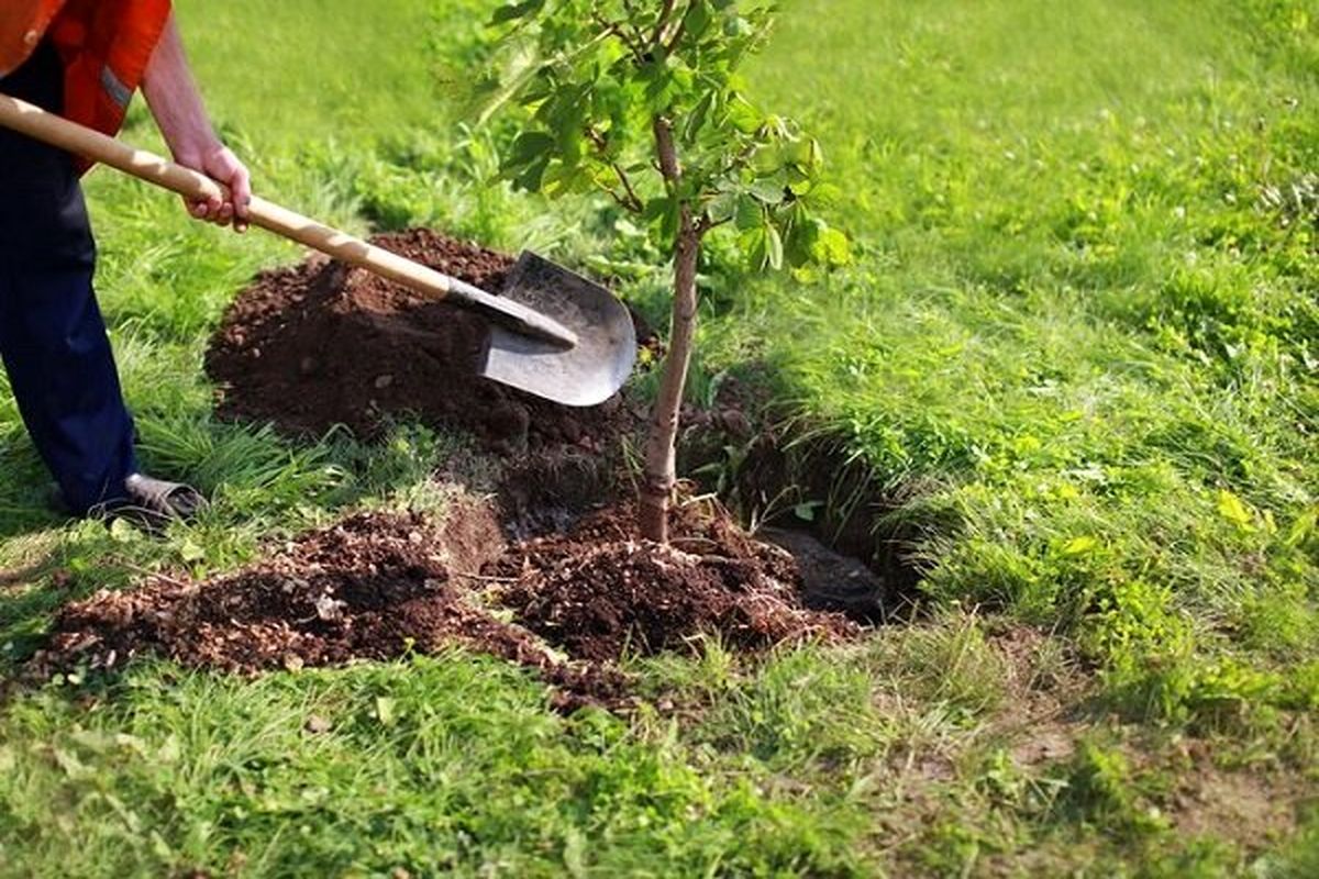 پویش کاشت یک میلیارد درخت در سراسر کشور آغاز شد