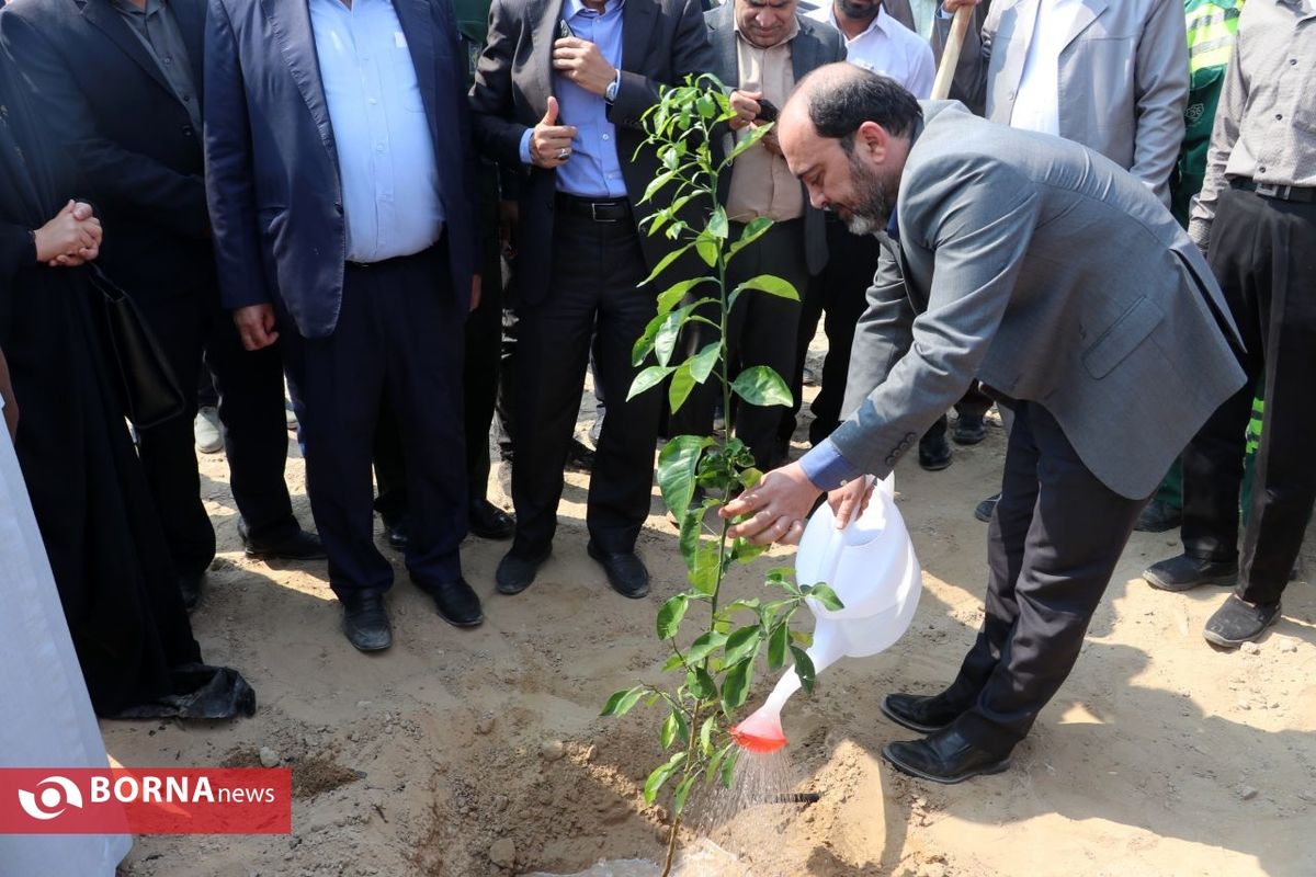 استاندار هرمزگان: زنجیره درختان اکالیپتوس در هرمزگان توسعه می‌یابد