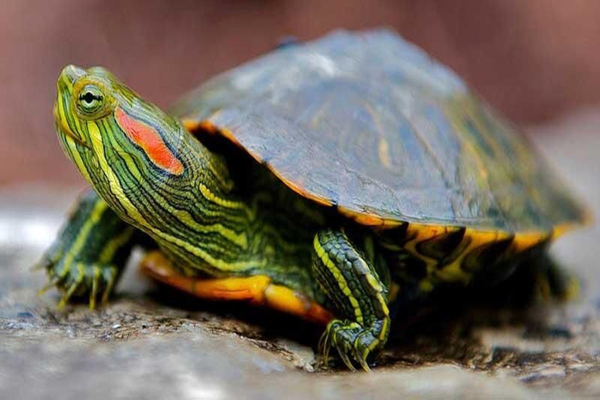 لاکپشت های سنگاپوری عامل انتقال بیماری به انسان هستند/ ماهی گلی را از مراکز مجاز تهیه کنید