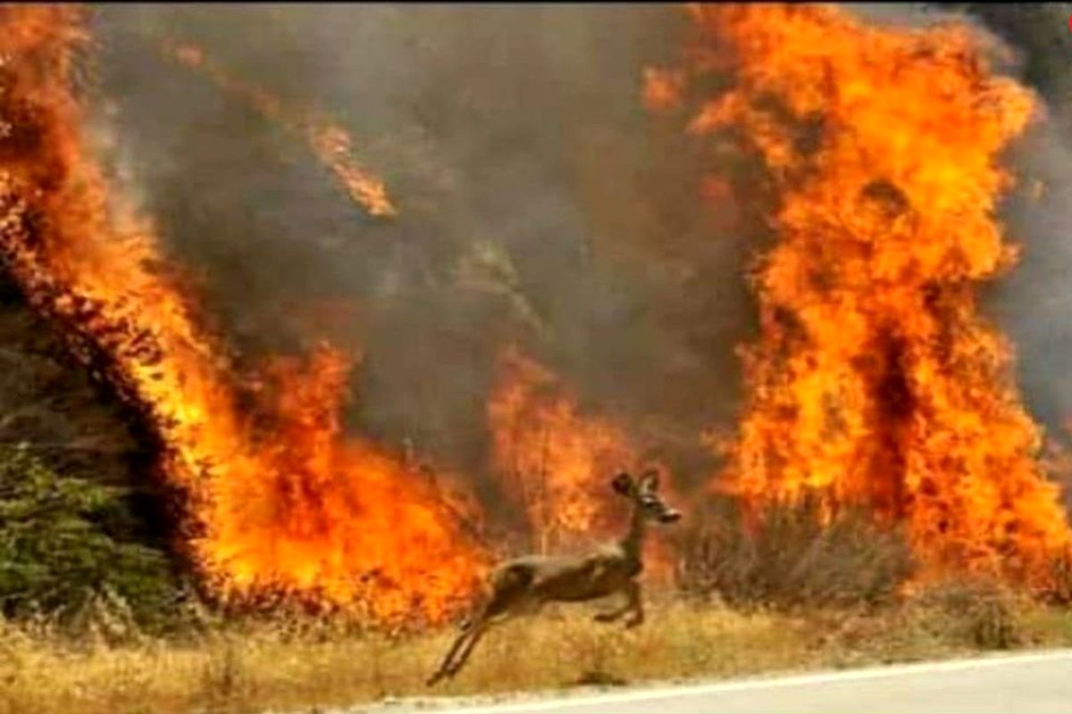 هشدار حفاظت محیط زیست گیلان در خصوص آتش سوزی در مناطق جنگلی