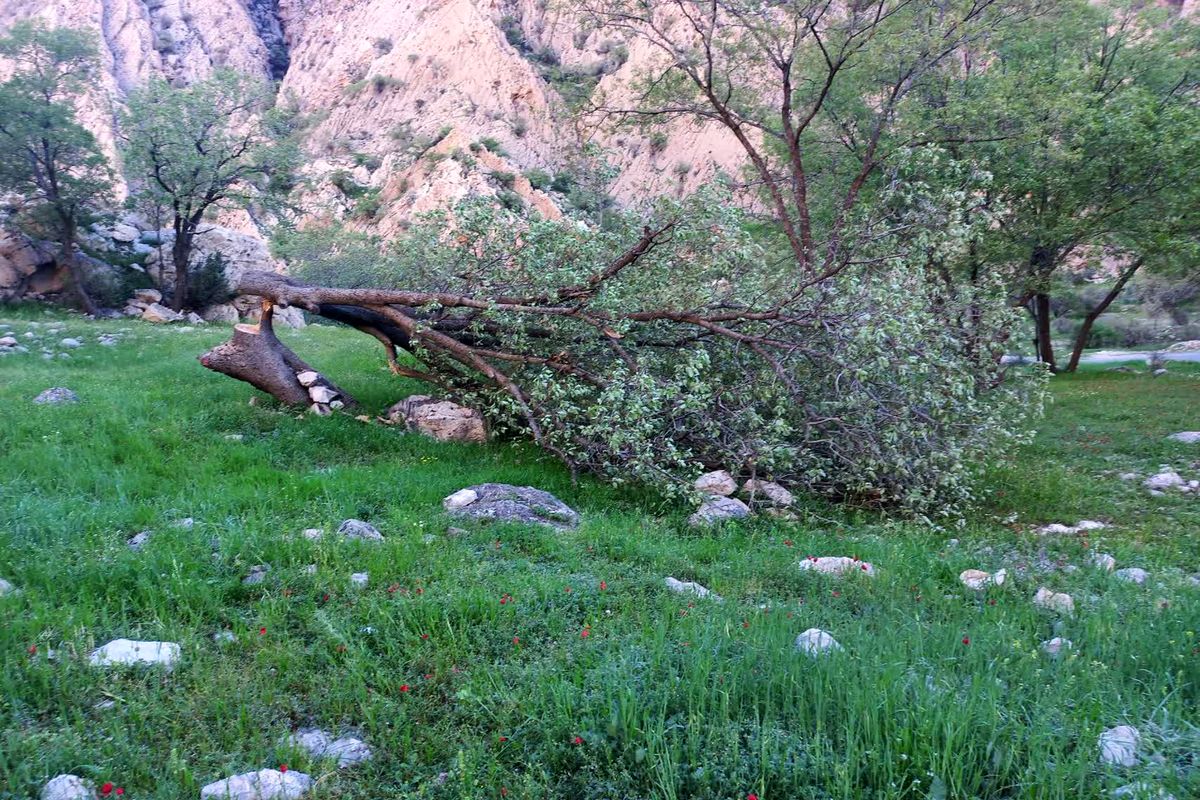 تصاویر ناراحت کننده ای از قطع شبانه ۲ اصله درخت بلوط در دشتک دیل گچساران