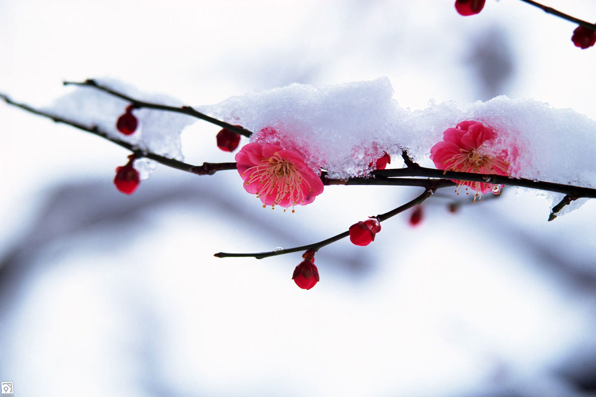 کاهش دما و احتمال آسیب به شکوفه و جوانه‌های درختان