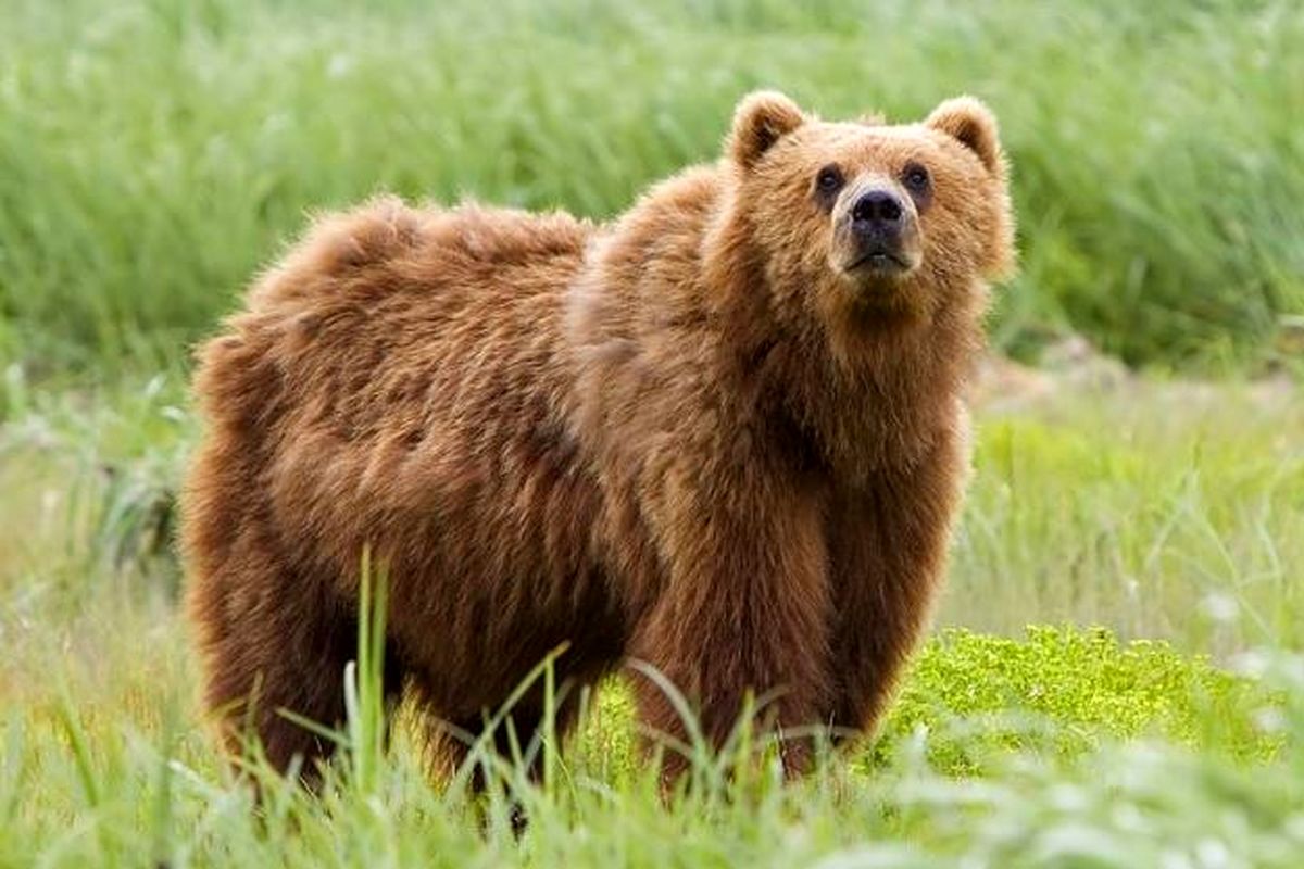 جسد خرس قهوه‌ای ۳۴۰۰ ساله کشف شد