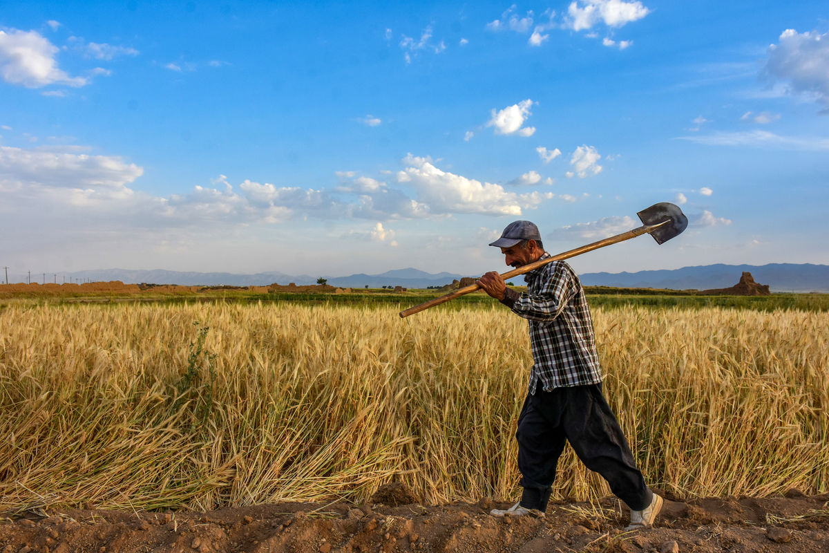 بیمه ۱۹ هزار هکتار از گندم زارهای سیستان و بلوچستان