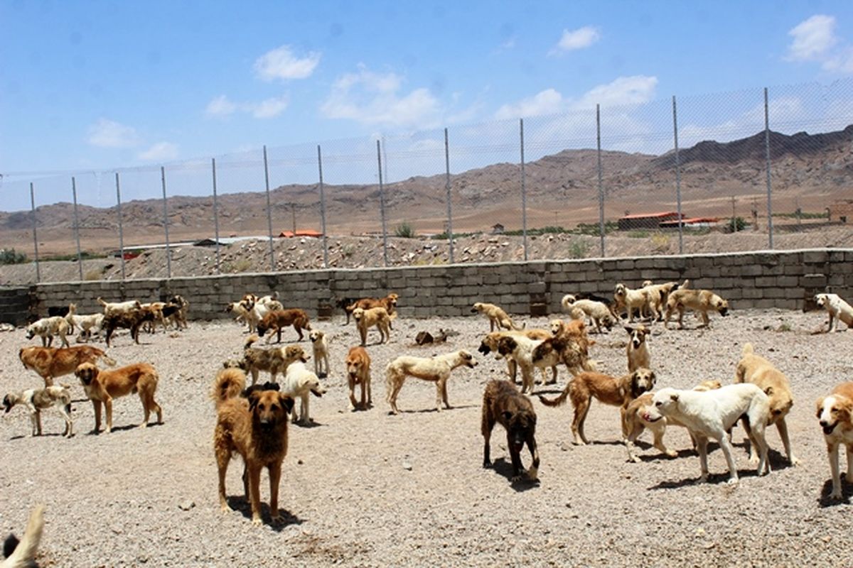 راه اندازی ۶ پناهگاه برای حیوانات بدون صاحب در البرز