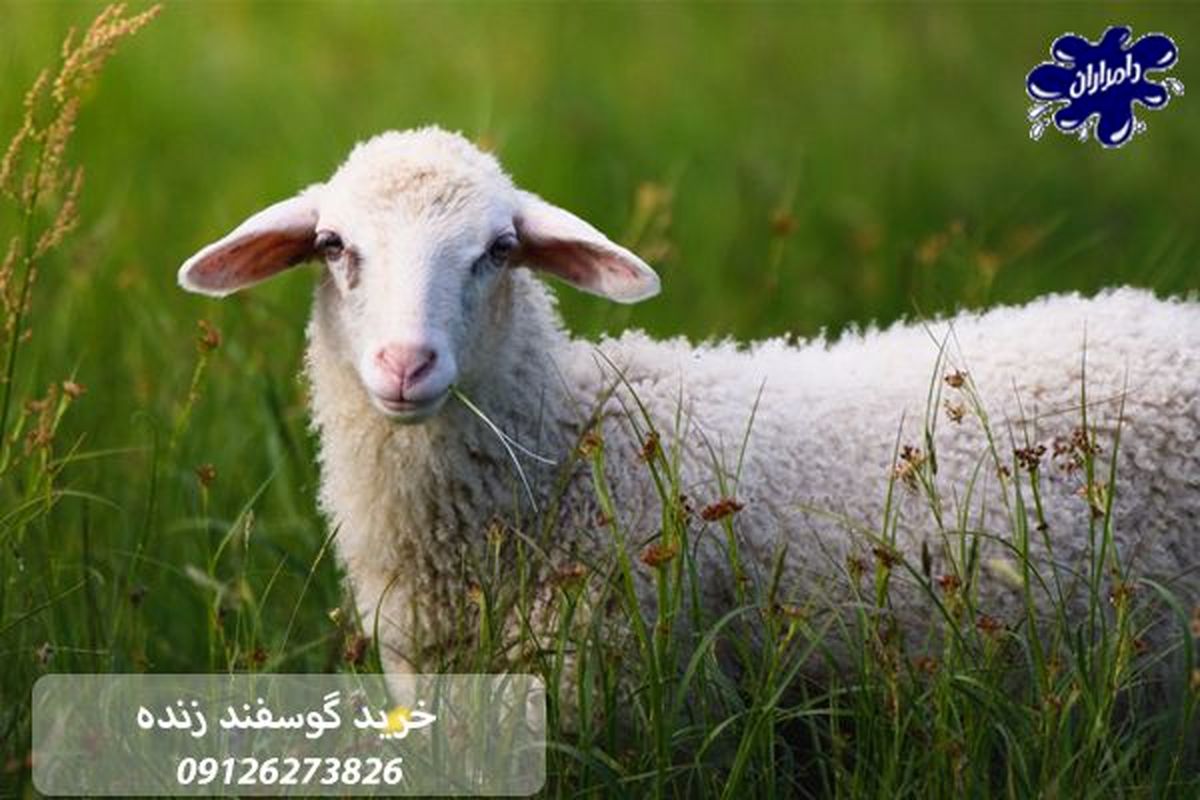 چگونه با کمترین هزینه گوسفند زنده بخریم؟