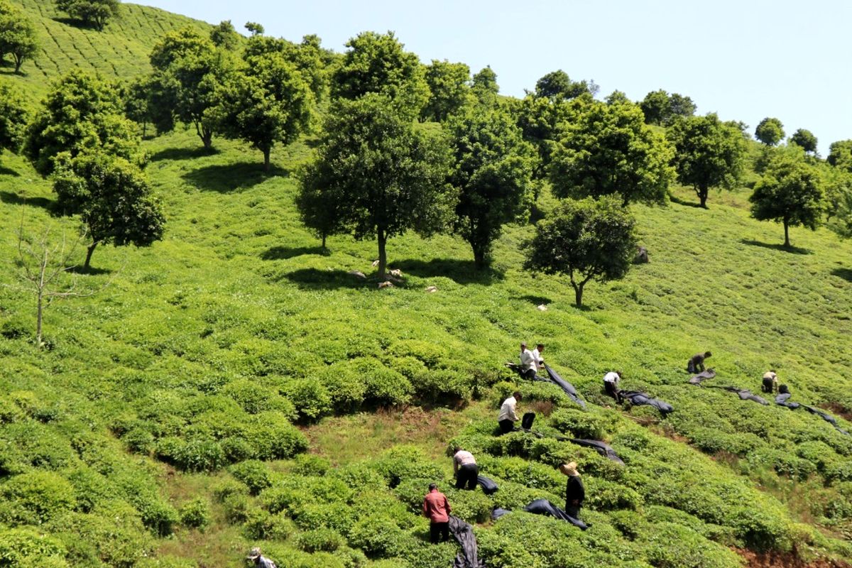 رییس سازمان چای کشور: باغات چای در پیشگیری از سیلاب و روان آبها نیز مهم است