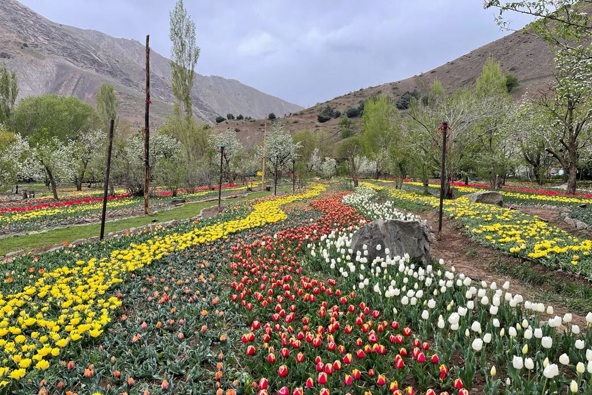 نمایش ۲ میلیون گل لاله در بزرگترین رویداد گردشگری استان البرز