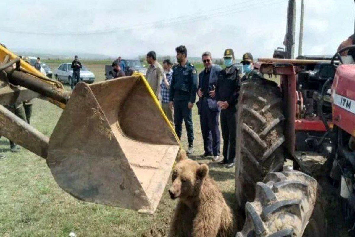 صدور حکم بازداشت عاملان تلف شدن خرس قهوه ای/ سکوت مدیران محیط زیست روش همیشگی آنان برای فرار از پاسخ