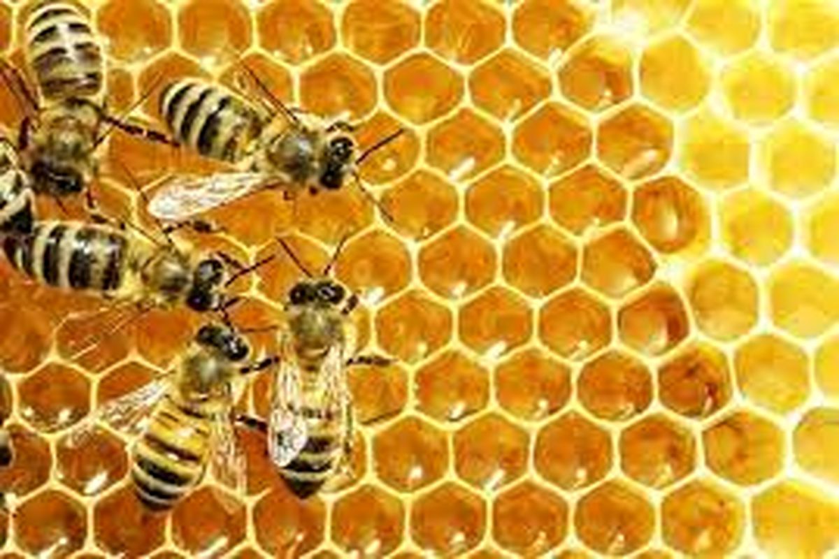 توزیع  یک هزار  تن  شکر بین زنبورستانهای  لرستان