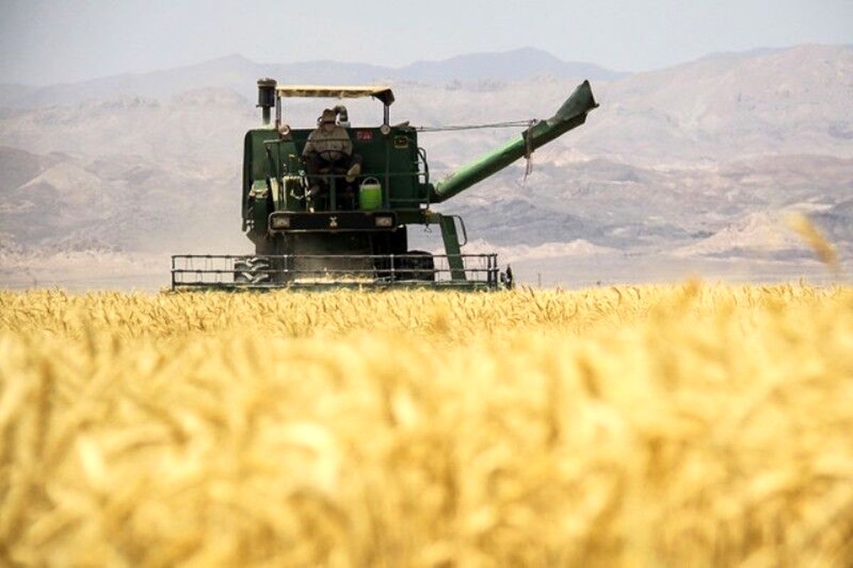 تولید بیش از ۷۰ هزار تن گندم در ایلام
