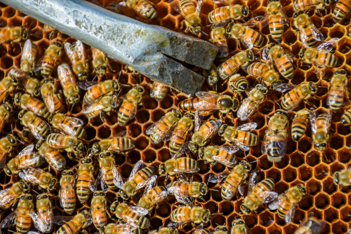 این دستگاه زهر زنبور عسل را استخراج می کند