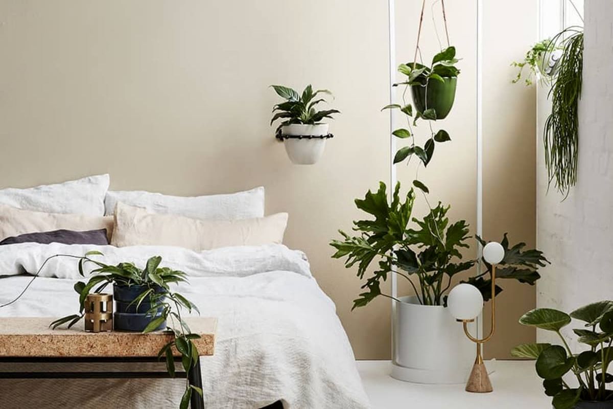 ۱۰ گیاه مناسب اتاق خواب