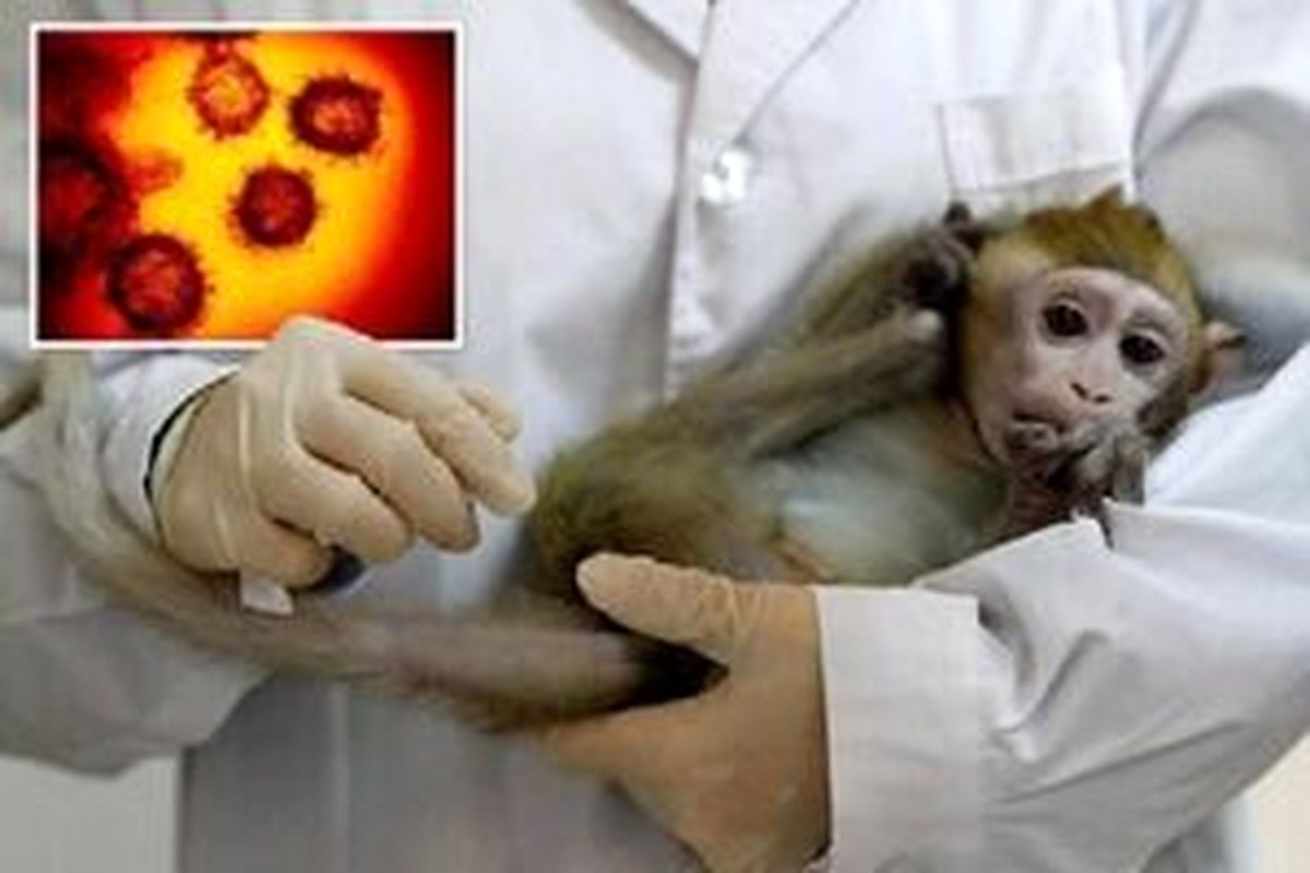 شناسایی ۶ بیمار مشکوک به آبله میمونی در کشور