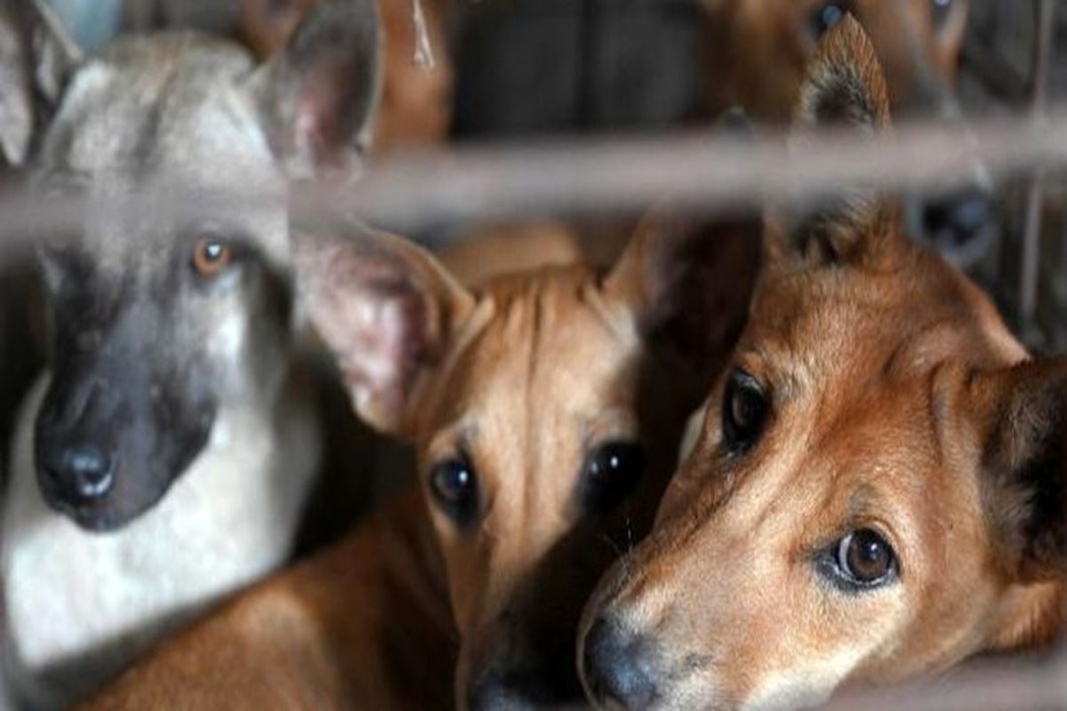 تشکیل بازارهای غیرمجاز خرید و فروش حیوانات خانگی در حاشیه بزرگراه آزادگان