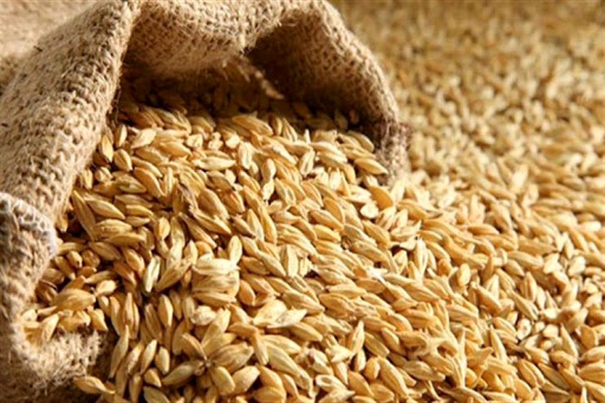 ۱۱هزار تن گندم و روغن از آسیای میانه وارد ایران می شود