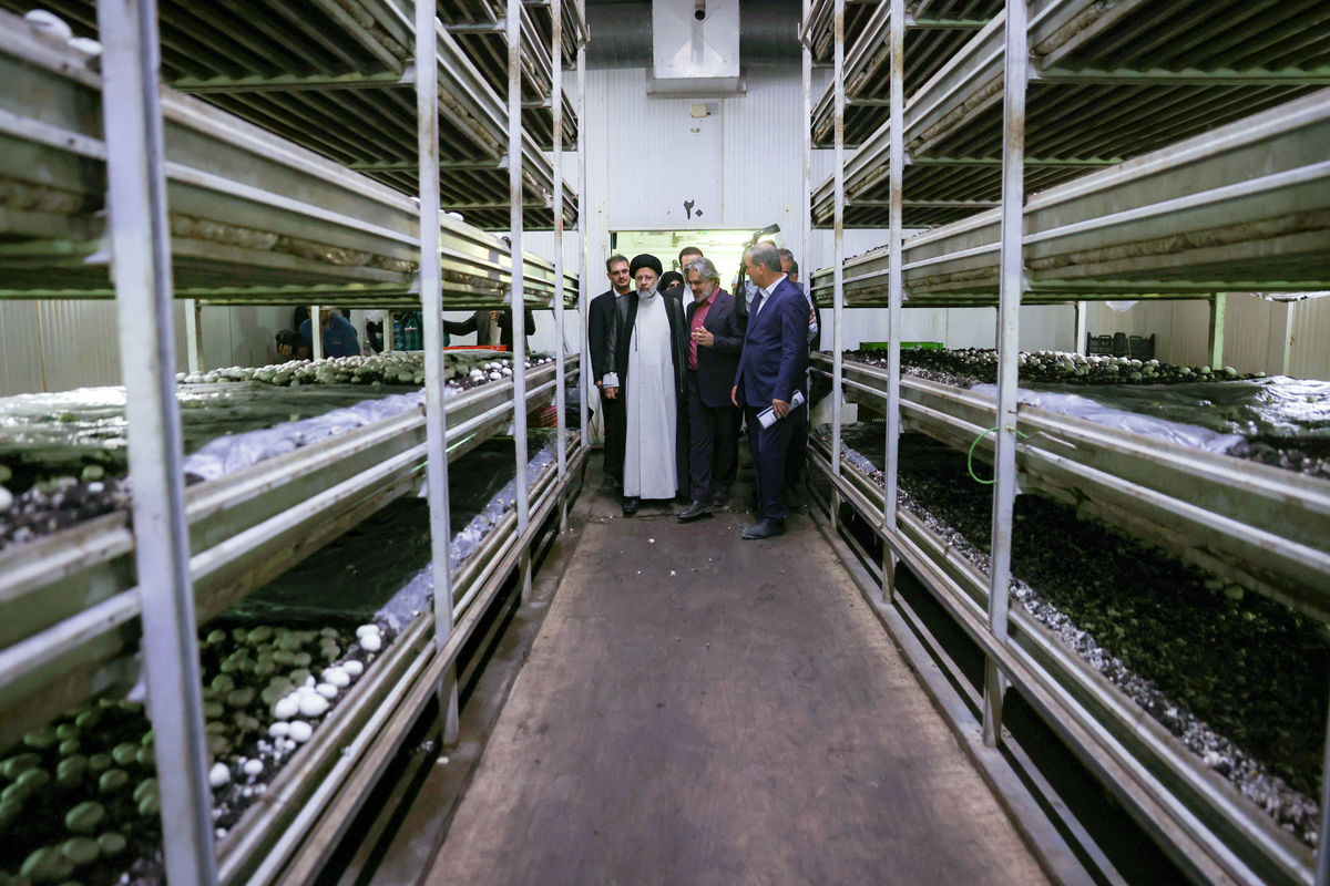 بازدید رئیس جمهور از یکی از بزرگترین مزارع پرورش قارچ کشور