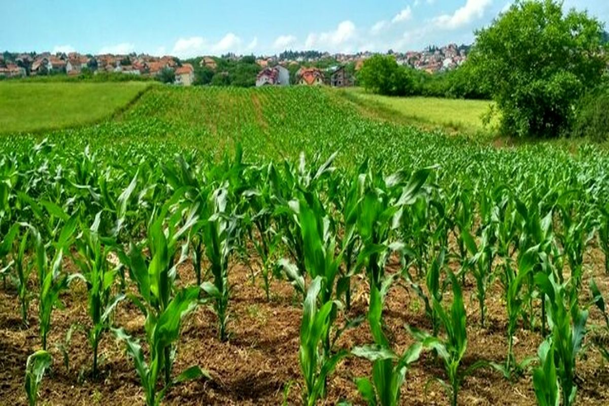 توسعه کشت دوم مزیت های کشاورزی را افزایش می دهد 