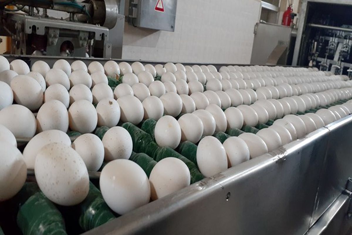 سالیانه ۸۵۰ تن تخم مرغ در شهرستان ایلام تولید می شود